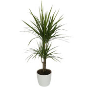 Planta de interior Dracaena + Maceta Blanca